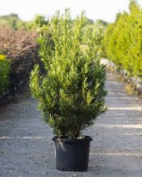 Japanese Yew