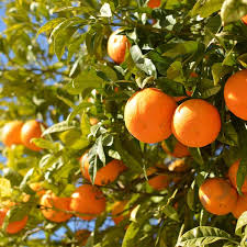 Hamlin Orange (La Sweet)