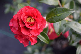 Reverend Ida Camellia