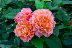 Euphoria Rose