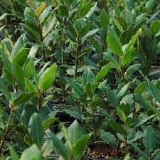 Bay Leaf Tree
