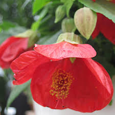 Abutilon Flowering Maple - Lucky Lantern