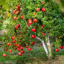 Wonderful Pomegranate