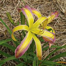 String Bikini Daylily