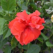 Double Red Hibiscus