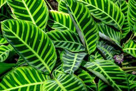 Calathea Zebra