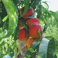 La Peche Peach