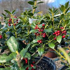 Dwarf Burford Holly