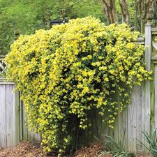 Carolina Jessamine