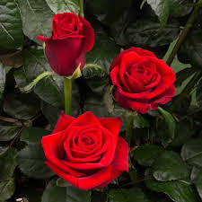 True Love Rose