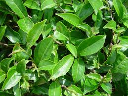 Tea Plant Camellia