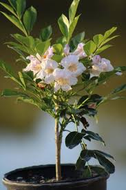 Dwarf Radermachera Jasmine