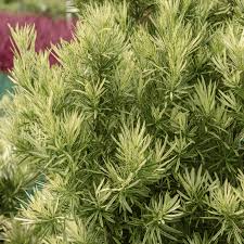 Roman Candle Podocarpus