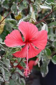 Snow Queen Hibiscus