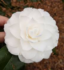 Seafoam Camellia