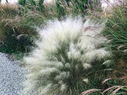 White Cloud Muhly Grass
