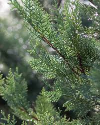 Murray’s Leyland Cypress