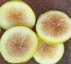 Lemon Blanche Fig Tree