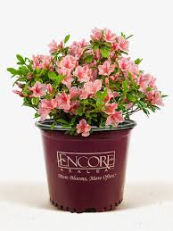 Autumn Sunburst Encore Azalea