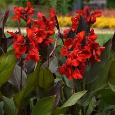 Cannova Bronze Scarlet Canna Lilly