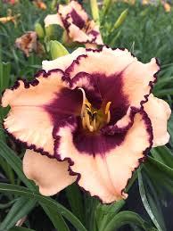 Tropical Surprise Daylily