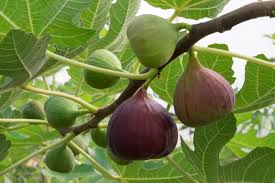 Jelly Fig Tree