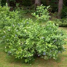 Brightwell Blueberry