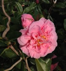 Corkscrew Egao Camellia