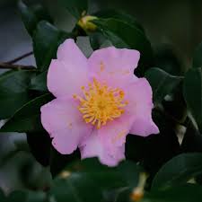 Maidens Blush Camellia