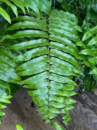 Macho Fern