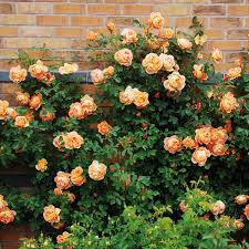 3 Gallon David Austin "Lady Of Shalott" Rose