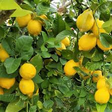 Lisbon Lemon