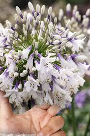 Ever Twilight Agapanthus