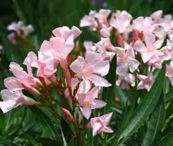 Petite Pink Ice Oleander