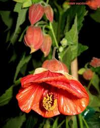 Abutlion Flowering Maple - Twister