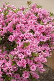 Rosebud Azalea