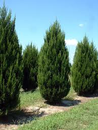 Spartan Juniper