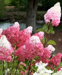 Vanilla Strawberry Hydrangea