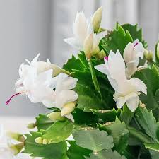 Malissa White Christmas Cactus