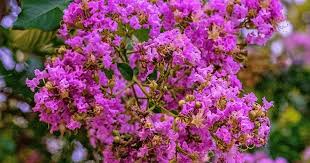 Miss Sandra Crepe Myrtle