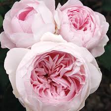 Earth Angel Rose