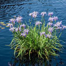 Blue Flag Iris