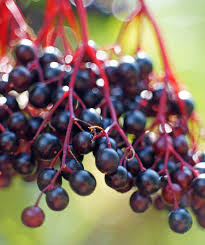 Ranch Elderberry