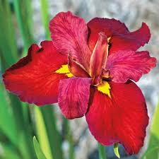 Ann Chowning Iris