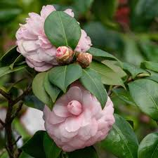 Jerry Donnan Camellia