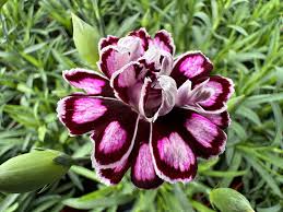 Dianthus Capitan Purple White