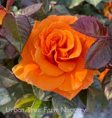 Vavoom Rose