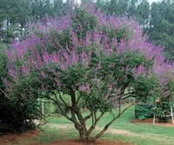 Shoal Creek Vitex