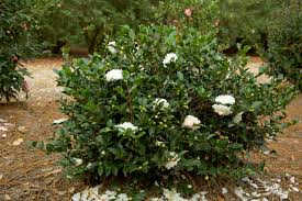White Shi Shi Camellia