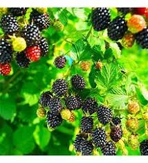 Chester Blackberry